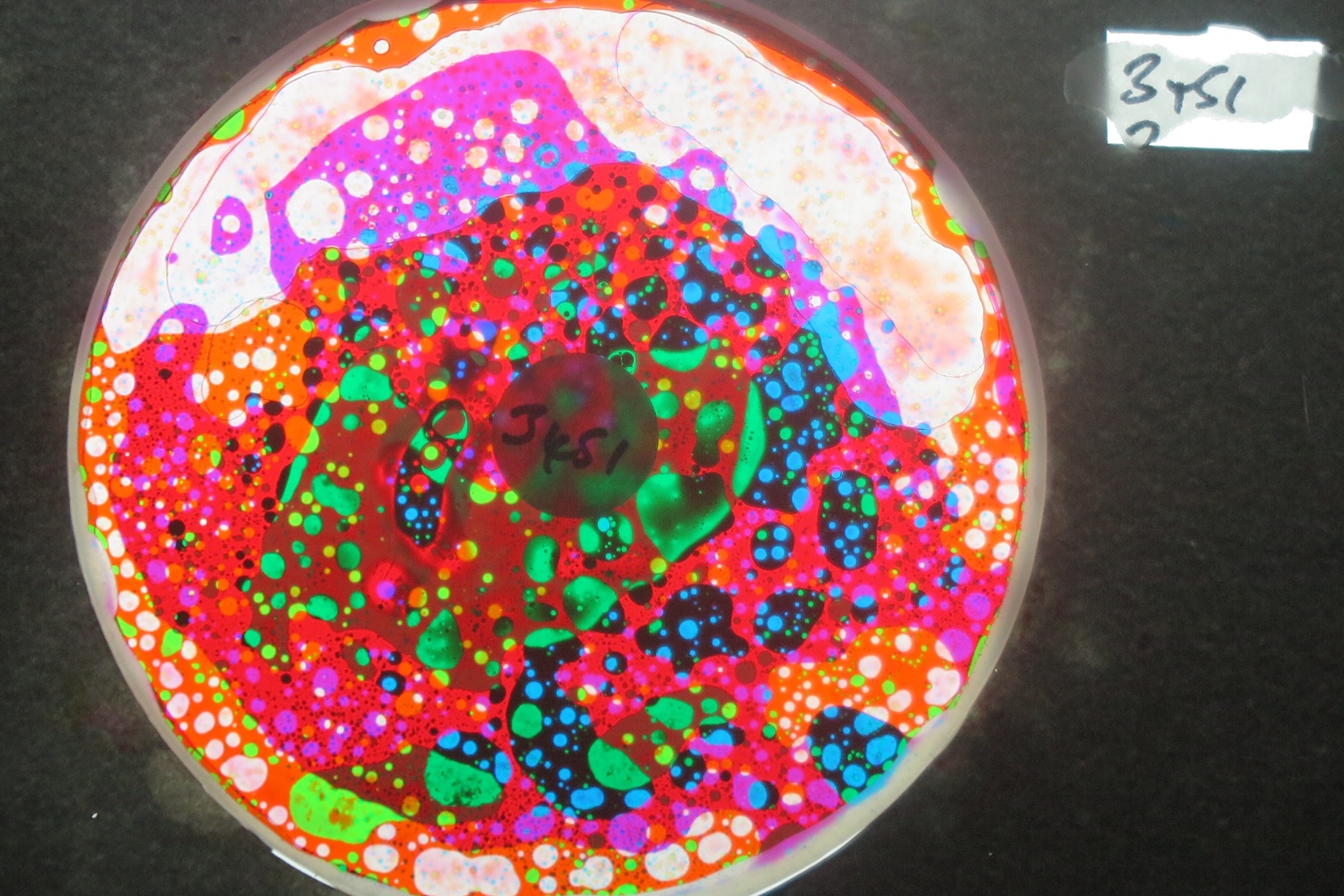 BV3451 bubble vision oil wheel